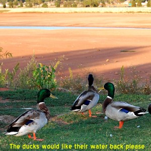 Ducks stare out into the dry lake bed.